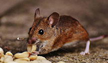 24 Hour & Emergency Exterminators in Pinellas Park, FL